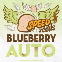 Speed Seeds - BLUEBERRY (Autoflowering) Speed Seeds - BLUEBERRY (Autoflowering)