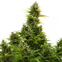 Buddha Seeds - BUDDHA MEDIKIT (Autoflowering) Buddha Seeds - BUDDHA MEDIKIT (Autoflowering)
