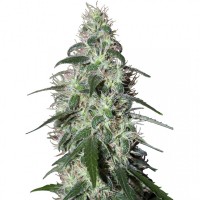Buddha Seeds - BUDDHA PULSAR (Feminized) Buddha Seeds - BUDDHA PULSAR (Feminized)