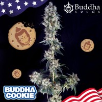 Buddha Seeds - BUDDHA COOKIE (Feminized) Buddha Seeds - BUDDHA COOKIE (Feminized)