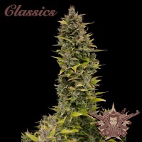 Buddha Seeds - BUDDHA AK (Feminized) Buddha Seeds - BUDDHA AK (Feminized)