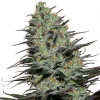 Buddha Seeds - MORPHEUS (Feminized) Buddha Seeds - MORPHEUS (Feminized)