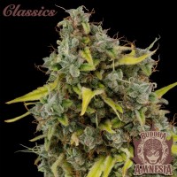 Buddha Seeds - BUDDHA AMNESIA (Feminized) Buddha Seeds - BUDDHA AMNESIA (Feminized)