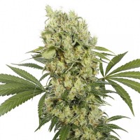 Buddha Seeds - BUDDHA MEDIKIT (Feminized) Buddha Seeds - BUDDHA MEDIKIT (Feminized)