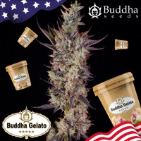 Buddha Seeds - BUDDHA GELATO (Feminized) Buddha Seeds - BUDDHA GELATO (Feminized)