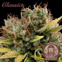 Buddha Seeds - BUDDHA CRITICAL (Feminized) Buddha Seeds - BUDDHA CRITICAL (Feminized)