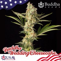 Buddha Seeds - BUDDHA WEDDING CHEESECAKE (Feminized) Buddha Seeds - BUDDHA WEDDING CHEESECAKE (Feminized)