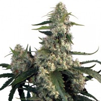 Buddha Seeds - BUDDHA QUASAR (Feminized) Buddha Seeds - BUDDHA QUASAR (Feminized)