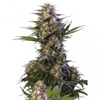 Buddha Seeds - BUDDHA KRAKEN (Feminized) Buddha Seeds - BUDDHA KRAKEN (Feminized)