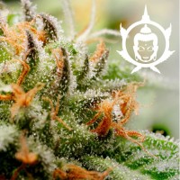 Buddha Seeds - BUDDHA ASSORTED (Autoflowering) Buddha Seeds - BUDDHA ASSORTED (Autoflowering)