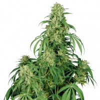Buddha Seeds - BUDDHA CALAMITY JANE (Autoflowering) Buddha Seeds - BUDDHA CALAMITY JANE (Autoflowering)