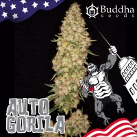 Buddha Seeds - GORILA (Autoflowering) Buddha Seeds - GORILA (Autoflowering)