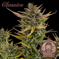 Buddha Seeds - BUDDHA CRITICAL (Autoflowering) Buddha Seeds - BUDDHA CRITICAL (Autoflowering)