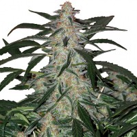 Buddha Seeds - BUDDHA DEIMOS (Autoflowering) Buddha Seeds - BUDDHA DEIMOS (Autoflowering)