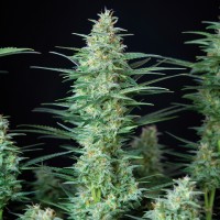 Buddha Seeds - BUDDHA RED DWARF (Autoflowering) Buddha Seeds - BUDDHA RED DWARF (Autoflowering)