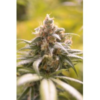 Great Gardener - Barbara Bud (Feminized) Great Gardener - Barbara Bud (Feminized)