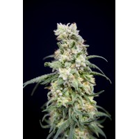 Great Gardener - Rainbow Barb (Feminized) Great Gardener - Rainbow Barb (Feminized)