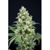 Great Gardener - Grapefruit Barb (Feminized) Great Gardener - Grapefruit Barb (Feminized)