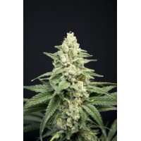 Great Gardener - Lavender Barb (Feminized) Great Gardener - Lavender Barb (Feminized)