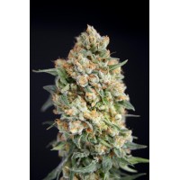 Great Gardener - Sticky Barb (Feminized) Great Gardener - Sticky Barb (Feminized)