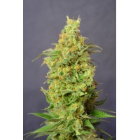 Great Gardener - Orange Barb (Feminized) Great Gardener - Orange Barb (Feminized)