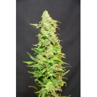 Great Gardener - Barbarella (Feminized) Great Gardener - Barbarella (Feminized)