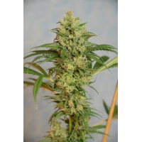 Great Gardener - Highlo CBD (Feminized) Great Gardener - Highlo CBD (Feminized)