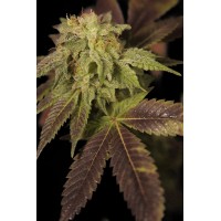 Great Gardener - René (Feminized) Great Gardener - René (Feminized)