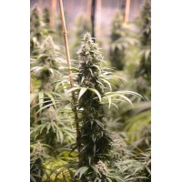 Great Gardener - Ghani AF (Feminized) Great Gardener - Ghani AF (Feminized)