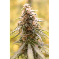 Great Gardener - CBD Afghani (Feminized) Great Gardener - CBD Afghani (Feminized)