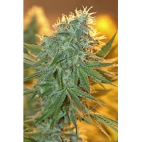 Great Gardener - Jean Guy (Feminized) Great Gardener - Jean Guy (Feminized)