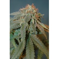 Great Gardener - Haoma (Feminized) Great Gardener - Haoma (Feminized)
