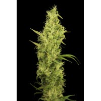 Great Gardener - Sunshine (Feminized) Great Gardener - Sunshine (Feminized)