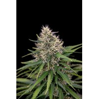 Great Gardener - Jack Eh! (Feminized) Great Gardener - Jack Eh! (Feminized)