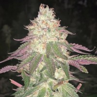Kush Brothers - Malibú (Autoflowering) Kush Brothers - Malibú (Autoflowering)
