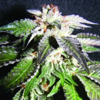 Kush Brothers - Confidencial OG (Feminized) Kush Brothers - Confidencial OG (Feminized)