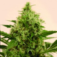Kush Brothers - Pandemia Kush (Feminized) Kush Brothers - Pandemia Kush (Feminized)