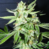 Kush Brothers - Confidencial Medicine (Feminized) Kush Brothers - Confidencial Medicine (Feminized)