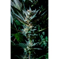 Purple City Genetics - Velvet Lushers (Feminized) Purple City Genetics - Velvet Lushers (Feminized)