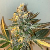 The Plug Seeds - Biscotti 2.0 (Feminized) The Plug Seeds - Biscotti 2.0 (Feminized)
