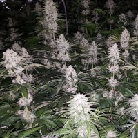 The Plug Seeds - Spumoni (Feminized) The Plug Seeds - Spumoni (Feminized)