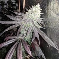 The Plug Seeds - Baklava (Feminized) The Plug Seeds - Baklava (Feminized)