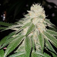 The Plug Seeds - Sunlato AKA Currylato (Feminized) The Plug Seeds - Sunlato AKA Currylato (Feminized)