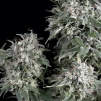 Trikoma Seeds - White Widow (Feminized)