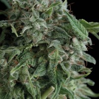 Trikoma Seeds - Ak 74 (Feminized)