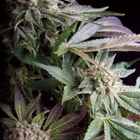 Trikoma Seeds - Blueberry (Feminized)