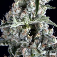 Trikoma Seeds - Boca Negra (Feminized)