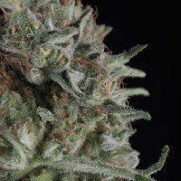Trikoma Seeds - Critical Plus (Feminized)