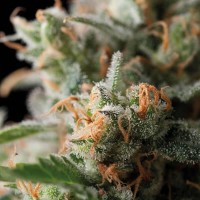 Trikoma Seeds - Jack Herer (Feminized)