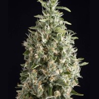 Trikoma Seeds - Malquerida (Feminized)